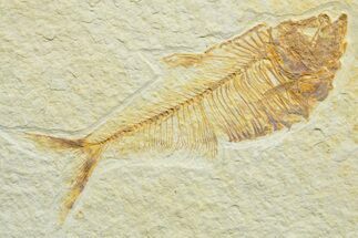 Detailed Fossil Fish (Diplomystus) - Wyoming #363913