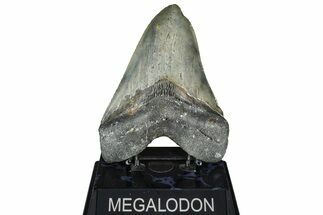 Serrated, Fossil Megalodon Tooth - North Carolina #362875