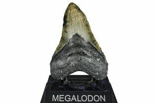 Fossil Shark Teeth For Sale