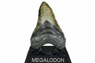Fossil Megalodon Tooth - North Carolina #362877
