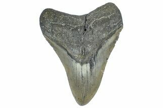 Fossil Megalodon Tooth - North Carolina #362883