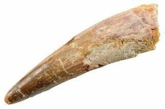 Fossil Spinosaurus Tooth - Real Dinosaur Tooth #362835