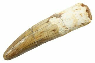 Fossil Spinosaurus Tooth - Real Dinosaur Tooth #362836