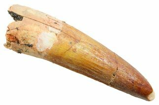 Fossil Spinosaurus Tooth - Real Dinosaur Tooth #362910