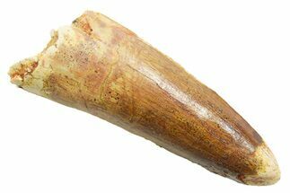 Fossil Spinosaurus Tooth - Real Dinosaur Tooth #362913