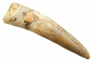 Fossil Spinosaurus Tooth - Real Dinosaur Tooth #362917