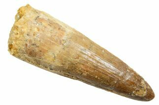 Fossil Spinosaurus Tooth - Feeding Worn Tip #362923