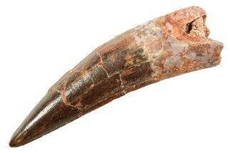 Fossil Spinosaurus Tooth - Real Dinosaur Tooth #362927
