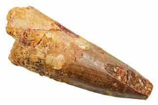 Fossil Spinosaurus Tooth - Real Dinosaur Tooth #362928