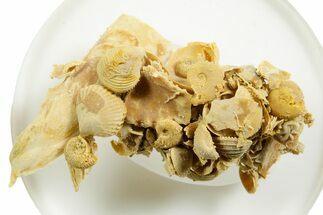 Miniature Fossil Cluster (Ammonites, Bivalves) - France #364257