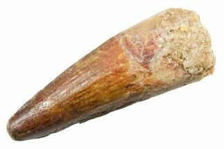 Fossil Spinosaurus Tooth - Real Dinosaur Tooth #362919