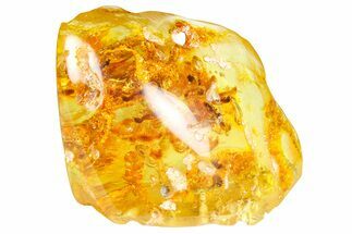 Polished Colombian Copal ( g) - Contains Termites! #364273