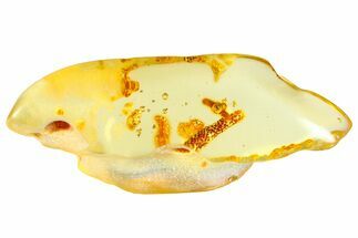 Polished Colombian Copal ( g) - Contains Millipedes & Termites #364277