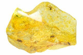 Polished Colombian Copal ( g) - Contains Beeltes! #364286