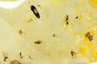 Polished Colombian Copal ( g) - Contains Insects! #364305