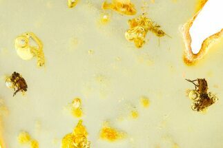 Polished Colombian Copal ( g) - Contains Beetles & Termites #364308