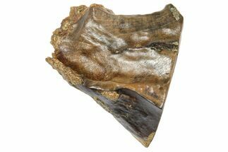 Fossil Triceratops Shed Tooth - Wyoming #364324