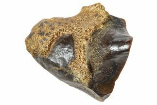 Fossil Triceratops Shed Tooth - Wyoming #364327