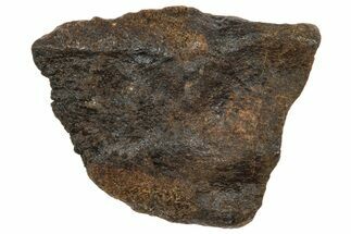 Fossil Triceratops Shed Tooth - Wyoming #364334