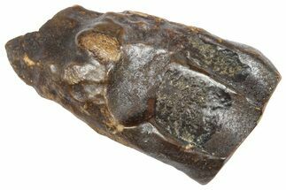 Fossil Triceratops Shed Tooth - Wyoming #364348