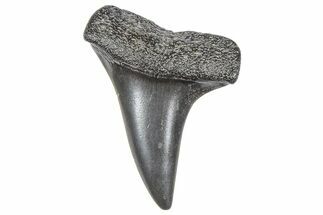 Fossil White Shark Tooth - South Carolina #364382