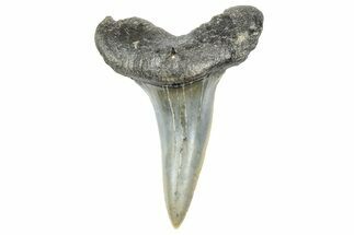 Fossil White Shark Tooth - South Carolina #364405