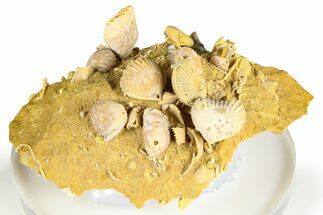 Miniature Fossil Cluster (Ammonites, Brachiopods) - France #364260