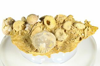 Miniature Fossil Cluster (Ammonites, Urchins) - France #364262