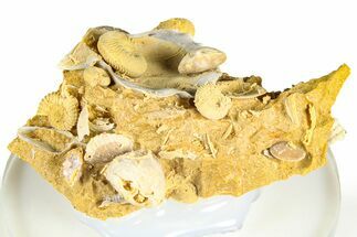 Miniature Fossil Cluster (Ammonites, Brachiopods) - France #364265