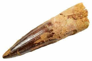 Fossil Spinosaurus Tooth - Real Dinosaur Tooth #364198