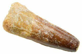 Fossil Spinosaurus Tooth - Real Dinosaur Tooth #364205