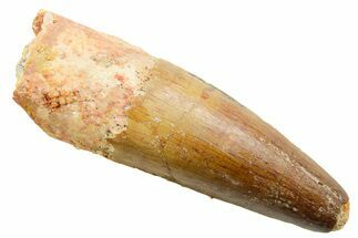 Fossil Spinosaurus Tooth - Feeding Worn Tooth #364209