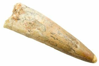 Fossil Spinosaurus Tooth - Real Dinosaur Tooth #364211