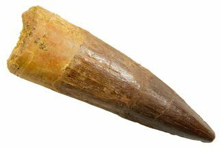 Fossil Spinosaurus Tooth - Real Dinosaur Tooth #364224