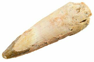Fossil Spinosaurus Tooth - Real Dinosaur Tooth #364227