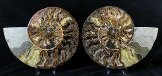 Large Split Ammonite Pair - Crystal Pockets #19216