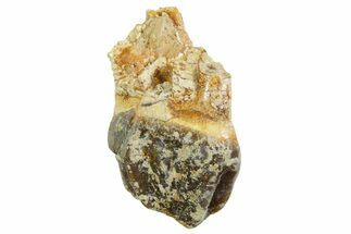 Fossil Running Rhino (Hyracodon) Tooth - South Dakota #364413