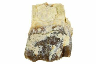 Fossil Running Rhino (Hyracodon) Tooth - South Dakota #364416