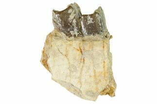 Fossil Running Rhino (Hyracodon) Jaw Section - South Dakota #364426