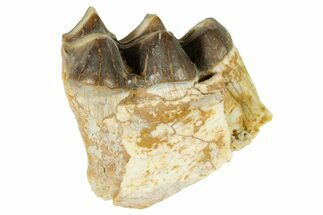 Fossil Oreodont (Merycoidodon) Jaw Section - South Dakota #364428