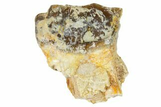 Fossil Running Rhino (Hyracodon) Tooth - South Dakota #364429