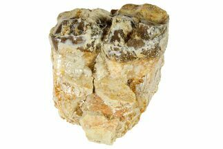 Fossil Running Rhino (Hyracodon) Jaw Section - South Dakota #364430