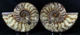 Split Ammonite Pair - Agatized #19217