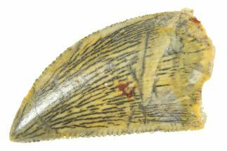 Serrated Raptor Tooth - Real Dinosaur Tooth #364701
