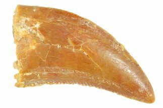 Serrated Raptor Tooth - Real Dinosaur Tooth #364703