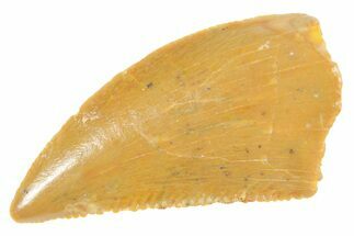 Serrated Raptor Tooth - Real Dinosaur Tooth #364704