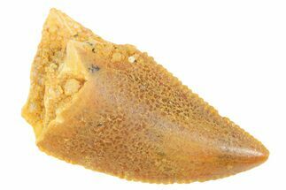 Serrated Raptor Tooth - Real Dinosaur Tooth #364706