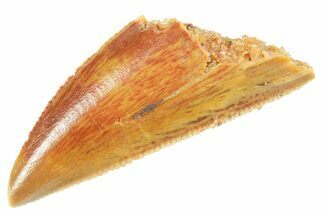 Serrated Raptor Tooth - Real Dinosaur Tooth #364720