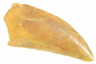 Serrated Raptor Tooth - Real Dinosaur Tooth #364721