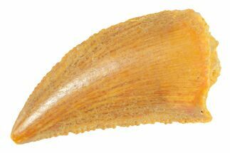 Serrated Raptor Tooth - Real Dinosaur Tooth #364728